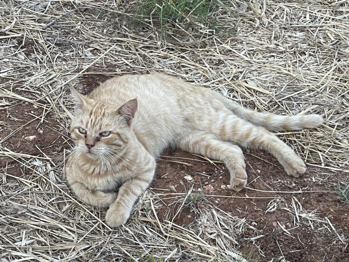 Leone cerca casa insieme a Nerina - media 8
