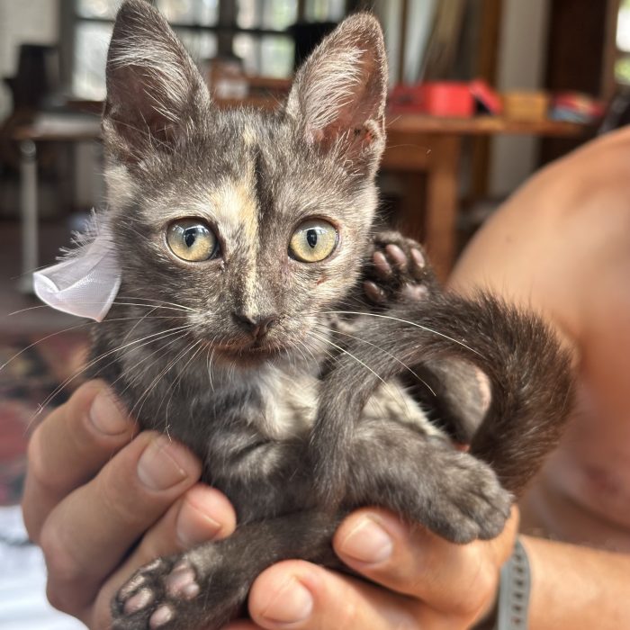 Berrie, dolcissima gattina tartarugata 2 mesi
