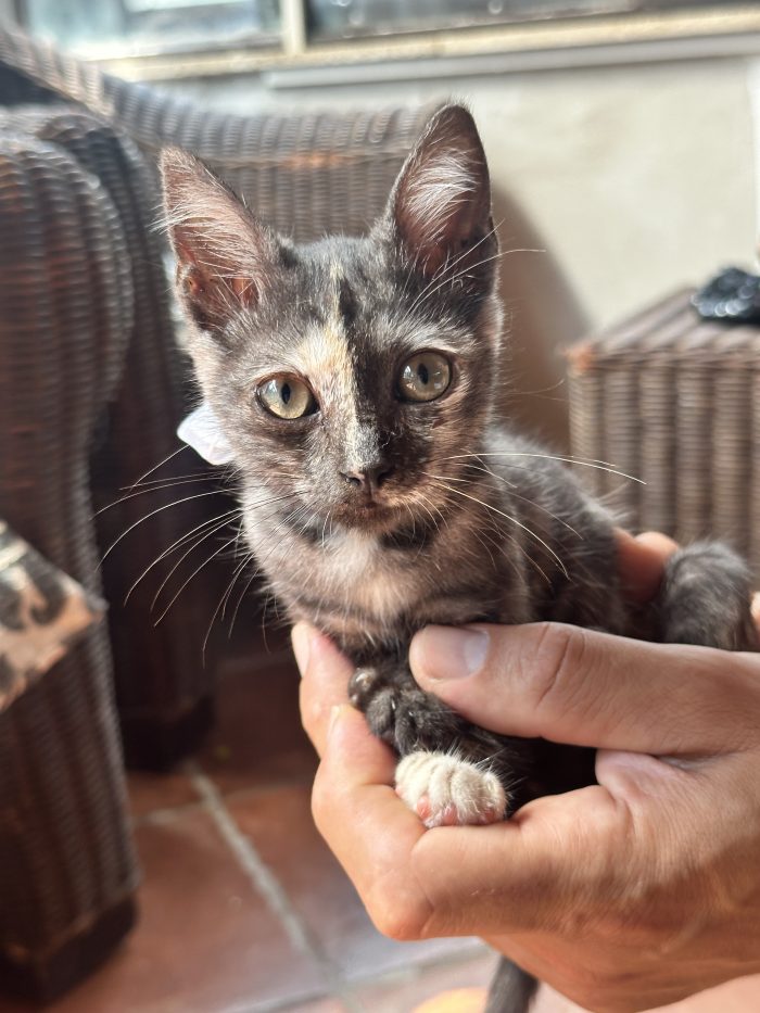 Berrie, dolcissima gattina tartarugata 2 mesi