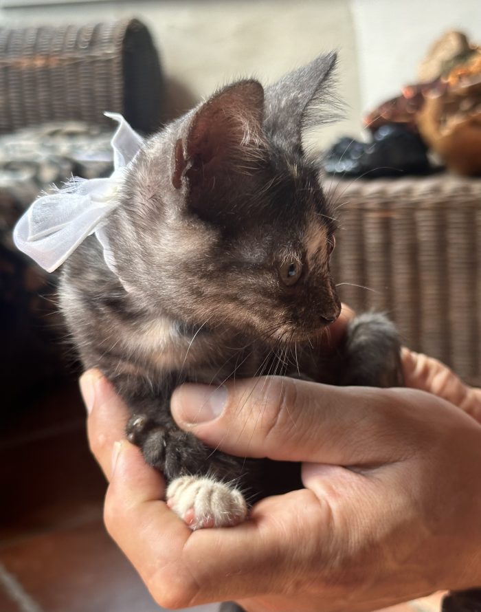 Berrie, dolcissima gattina tartarugata 2 mesi - media 5