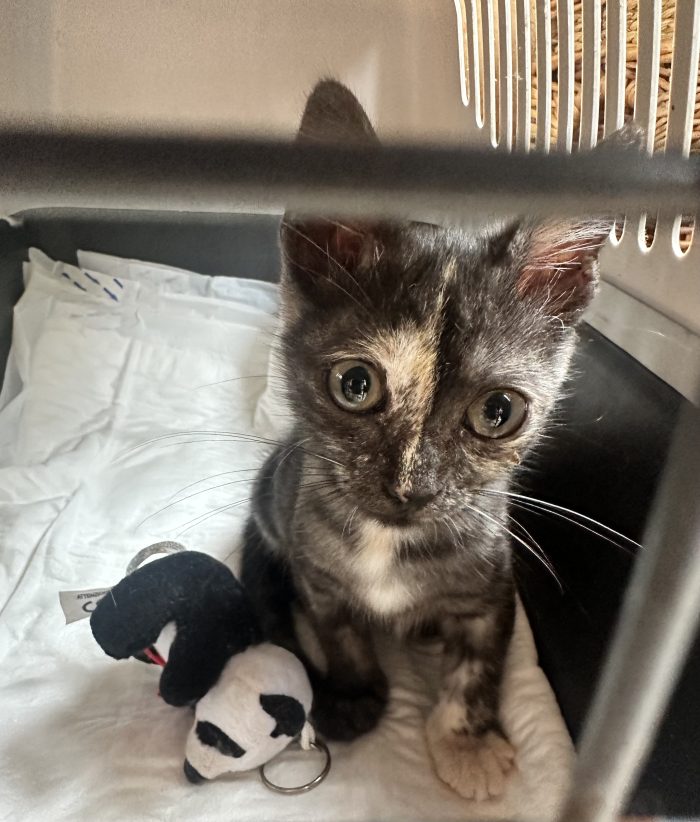 Berrie, dolcissima gattina tartarugata 2 mesi