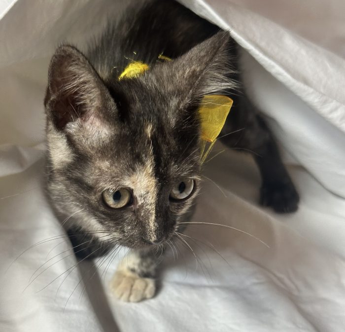 Berrie, dolcissima gattina tartarugata 2 mesi - media 4