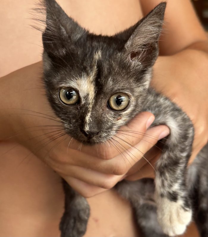 Berrie, dolcissima gattina tartarugata 2 mesi - media 6