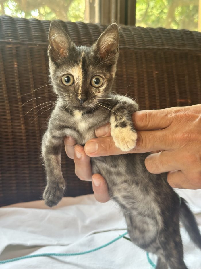 Berrie, dolcissima gattina tartarugata 2 mesi - media 7