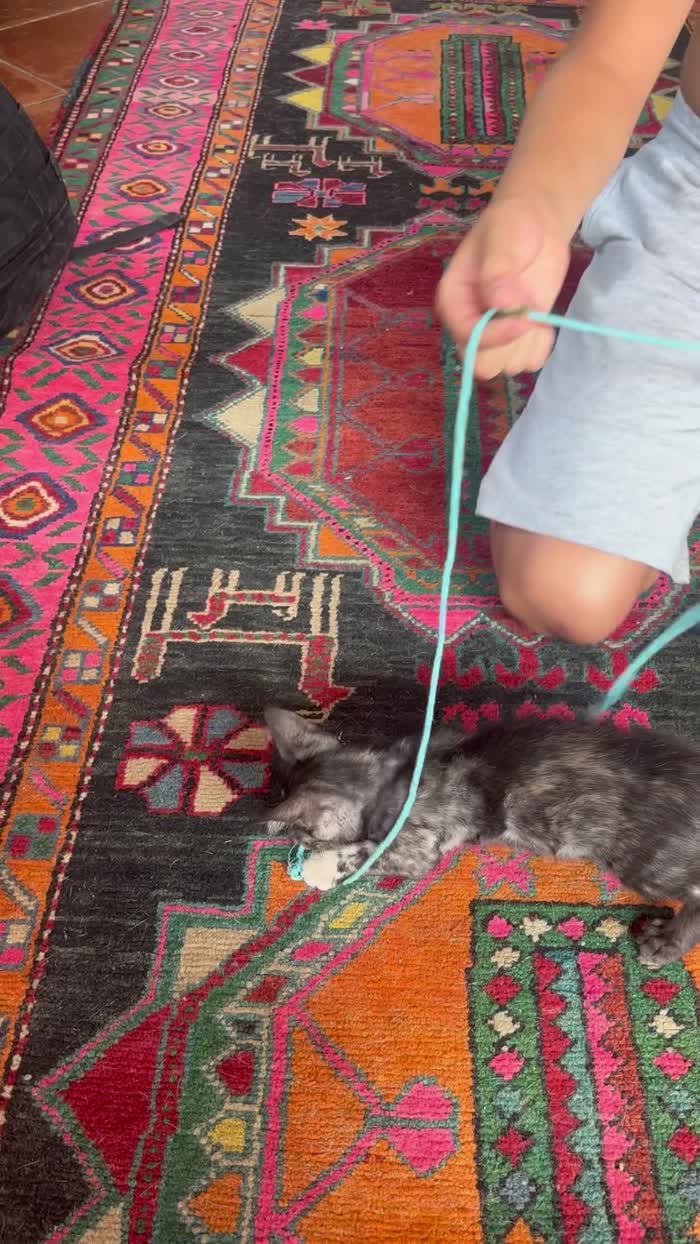 Berrie, dolcissima gattina tartarugata 2 mesi - media 9