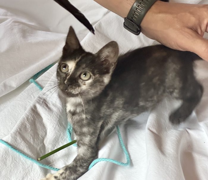 Berrie, dolcissima gattina tartarugata 2 mesi - media 8
