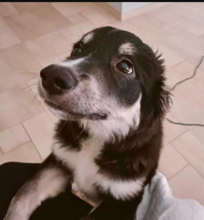 Kaos 13/14 mesi lo stallo sta finendo GARGANO SOS CASA