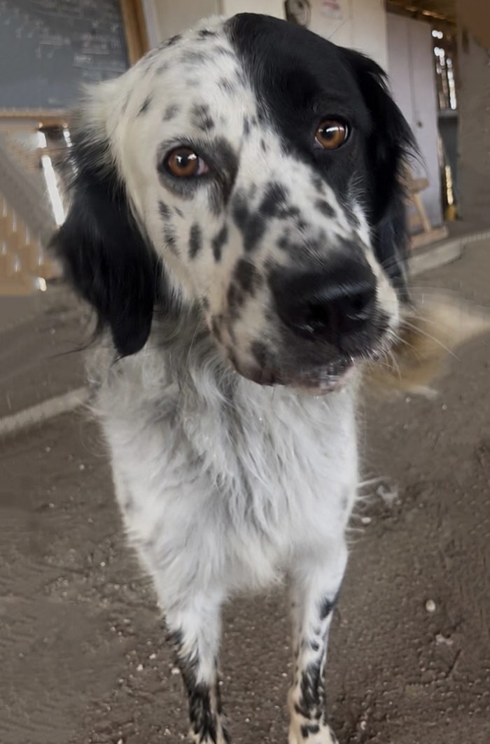 Mila mix setter