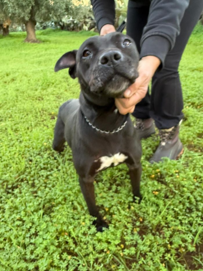 Pitbull femmina sui 4anni buona ..trascinata sull asfalto!!!! CALABRIA