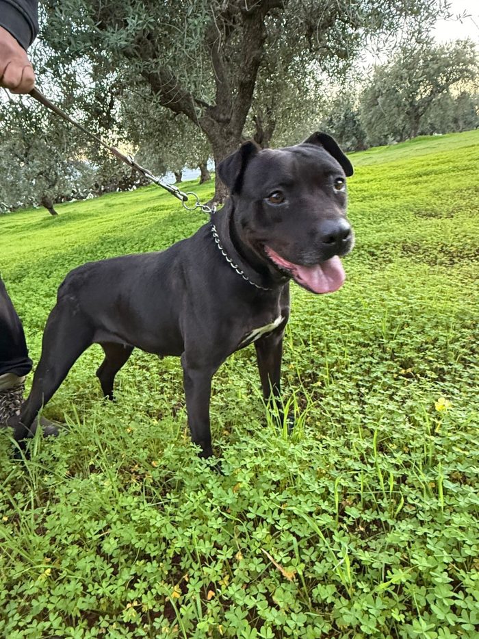 Pitbull femmina sui 4anni buona ..trascinata sull asfalto!!!! CALABRIA