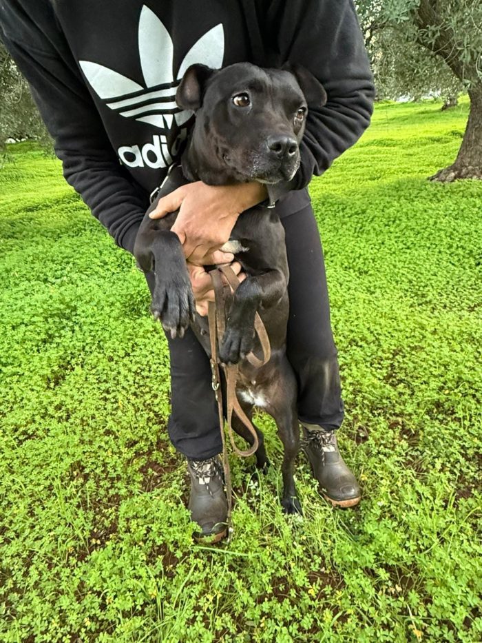 Pitbull femmina sui 4anni buona ..trascinata sull asfalto!!!! CALABRIA - media 4