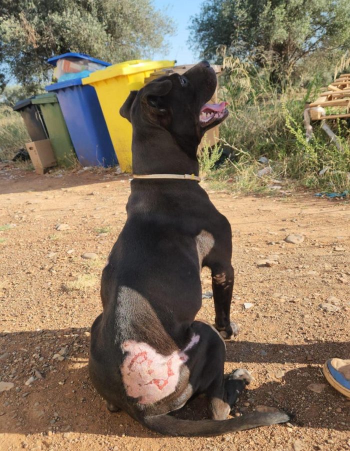 Pitbull femmina sui 4anni buona ..trascinata sull asfalto!!!! CALABRIA - media 7