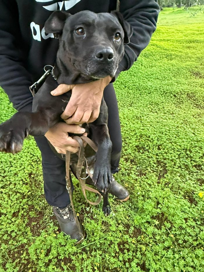 Pitbull femmina sui 4anni buona ..trascinata sull asfalto!!!! CALABRIA - media 6