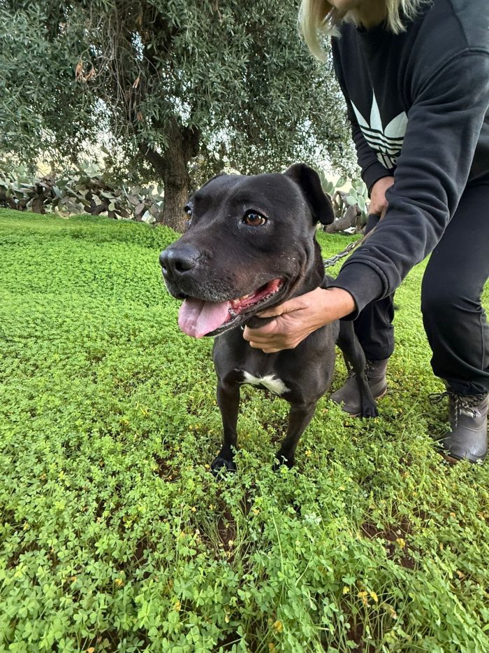 Pitbull femmina sui 4anni buona ..trascinata sull asfalto!!!! CALABRIA