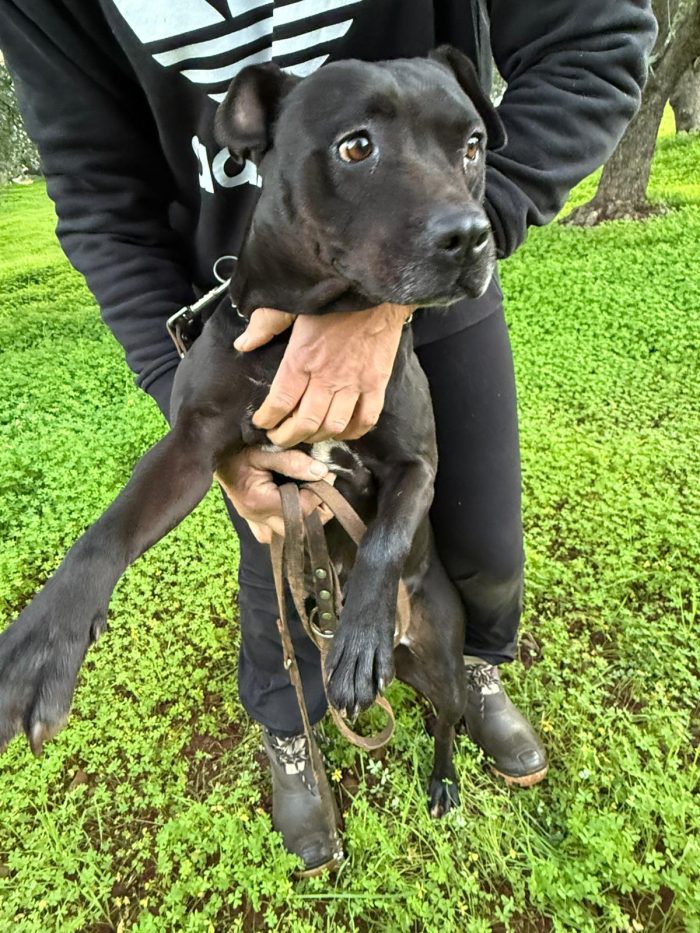 Pitbull femmina sui 4anni buona ..trascinata sull asfalto!!!! CALABRIA - media 5