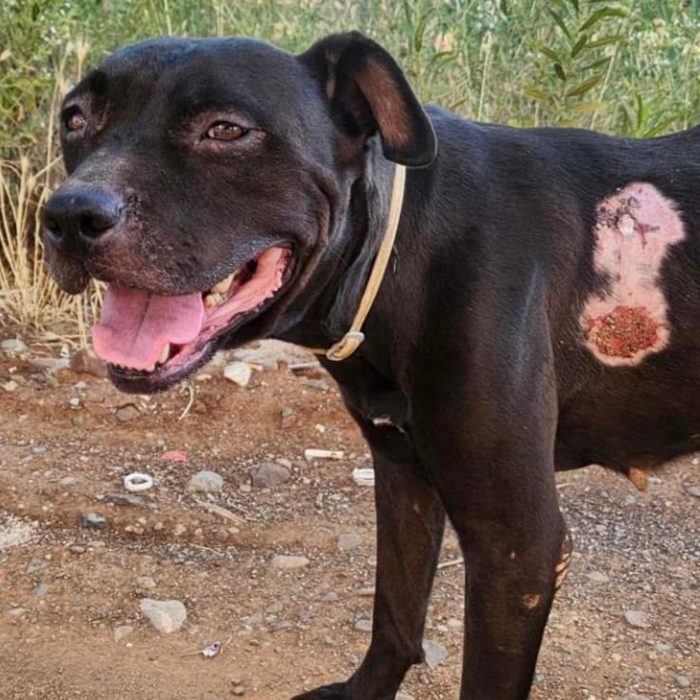 Pitbull femmina sui 4anni buona ..trascinata sull asfalto!!!! CALABRIA - media 8