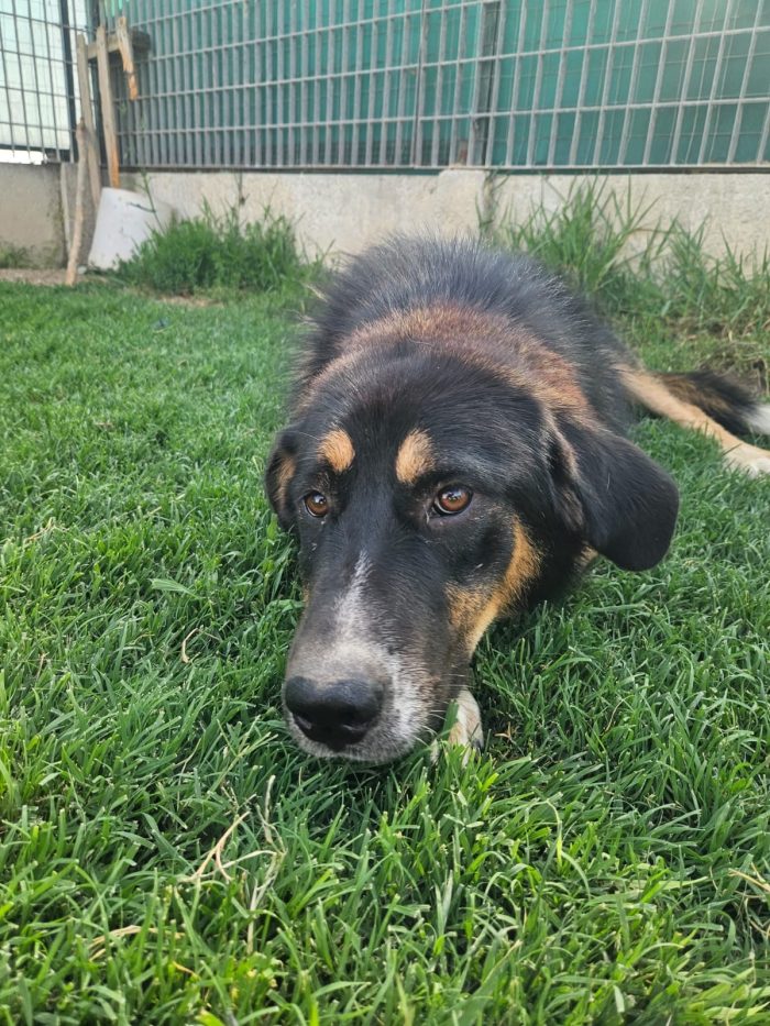 Samantha splendida cucciolotta simil Pastore cerca casa