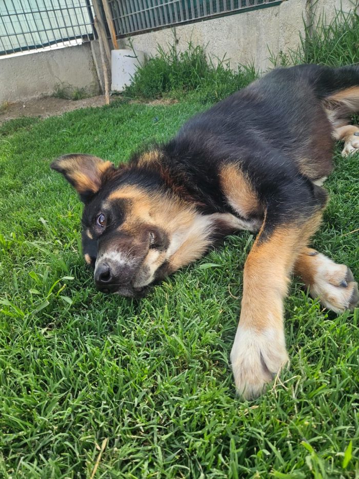 Samantha splendida cucciolotta simil Pastore cerca casa