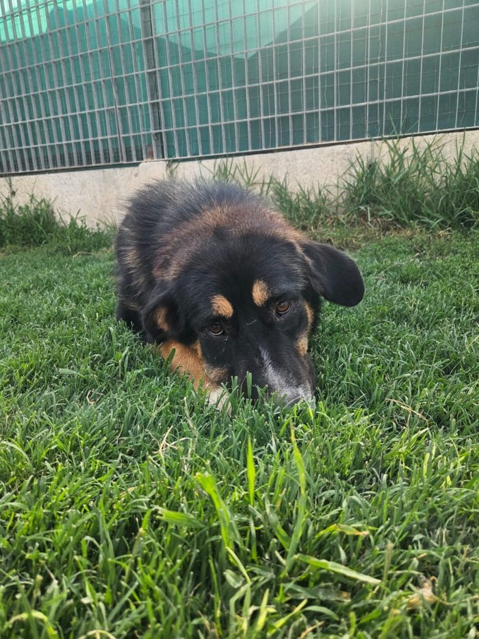 Samantha splendida cucciolotta simil Pastore cerca casa - media 4