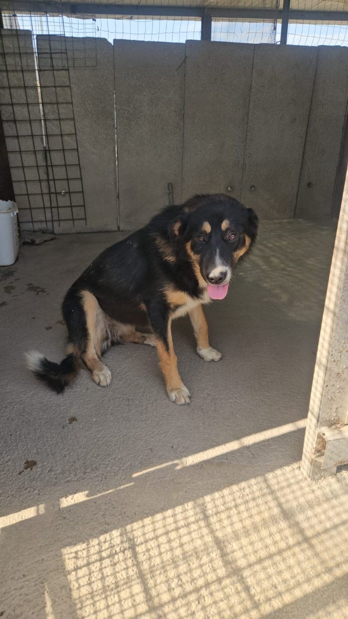 Samantha splendida cucciolotta simil Pastore cerca casa
