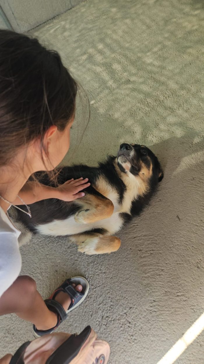 Samantha splendida cucciolotta simil Pastore cerca casa - media 5