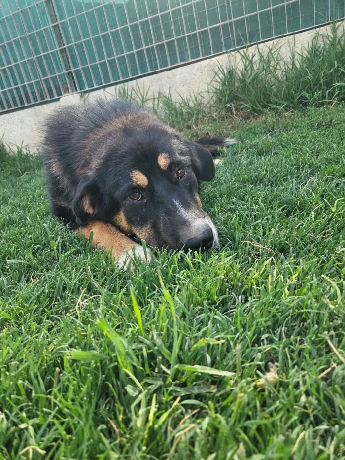 Samantha splendida cucciolotta simil Pastore cerca casa - media 6