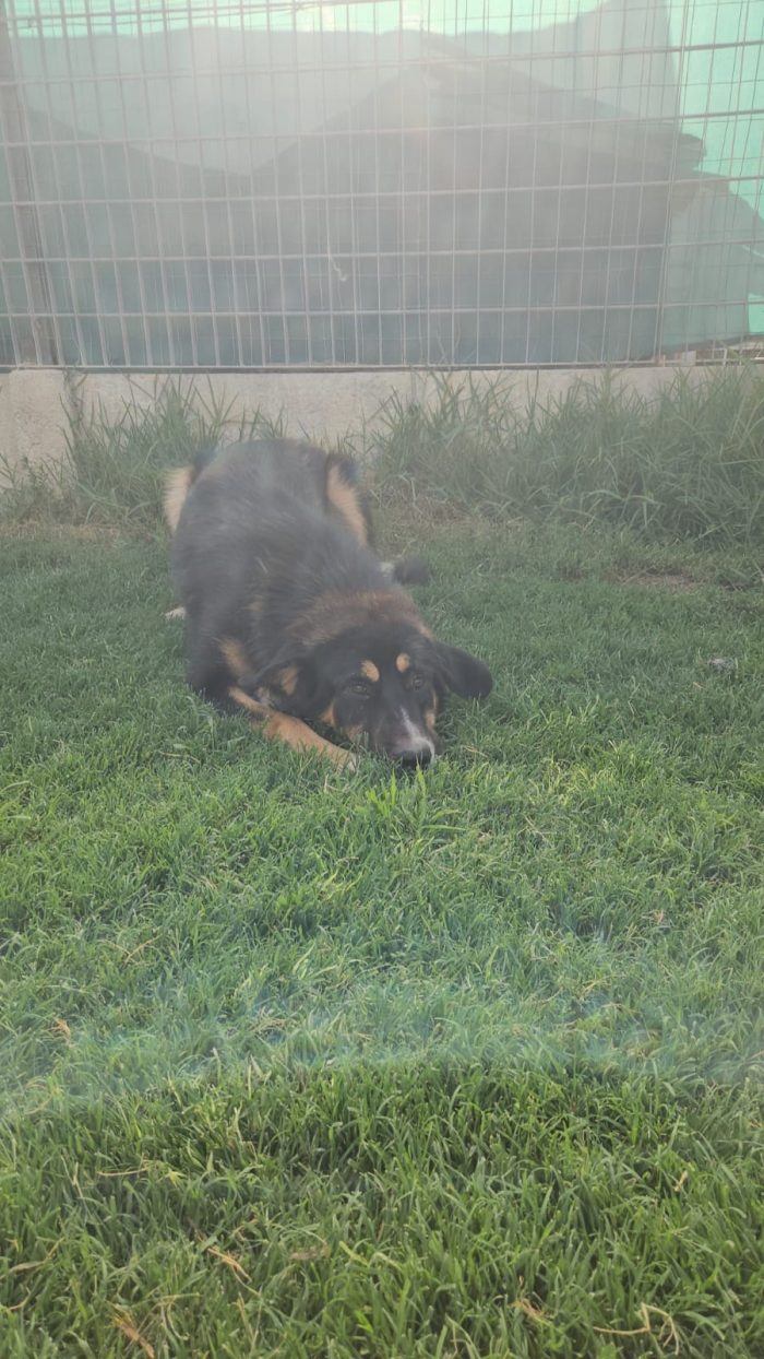 Samantha splendida cucciolotta simil Pastore cerca casa - media 9