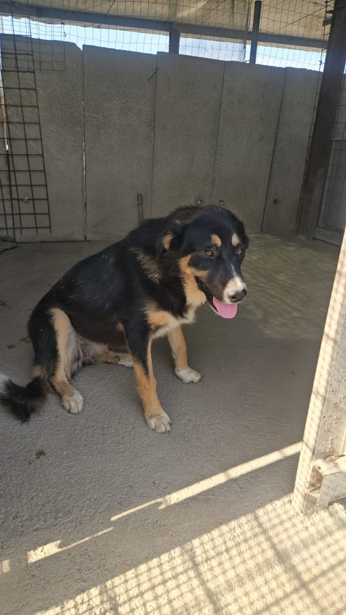 Samantha splendida cucciolotta simil Pastore cerca casa - media 8