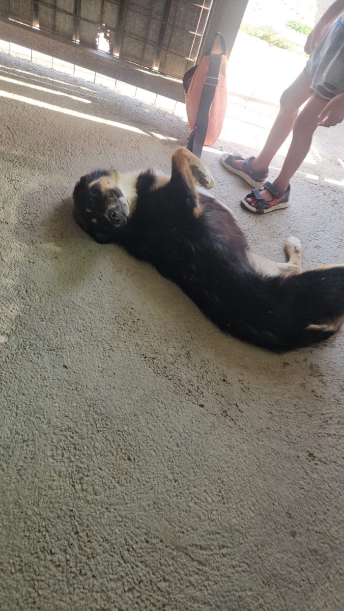 Samantha splendida cucciolotta simil Pastore cerca casa - media 10