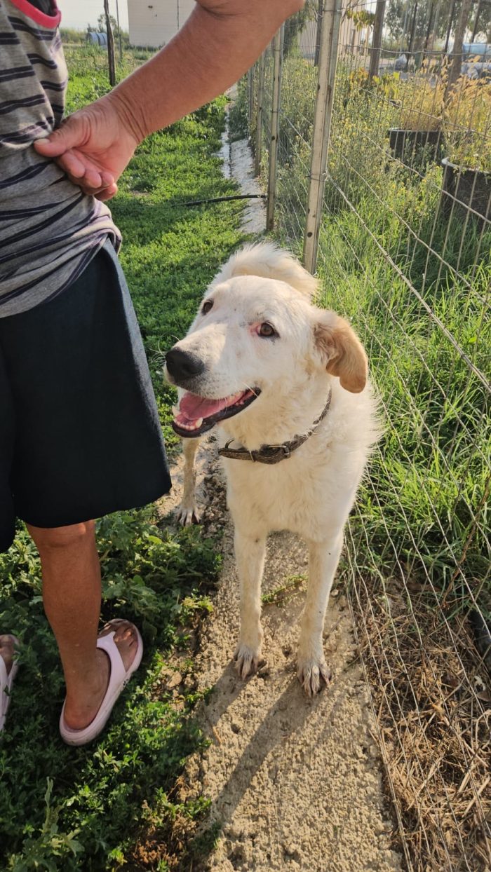 Ugo splendido giovanotto simil Pastore/Spinone cerca casa - media 5