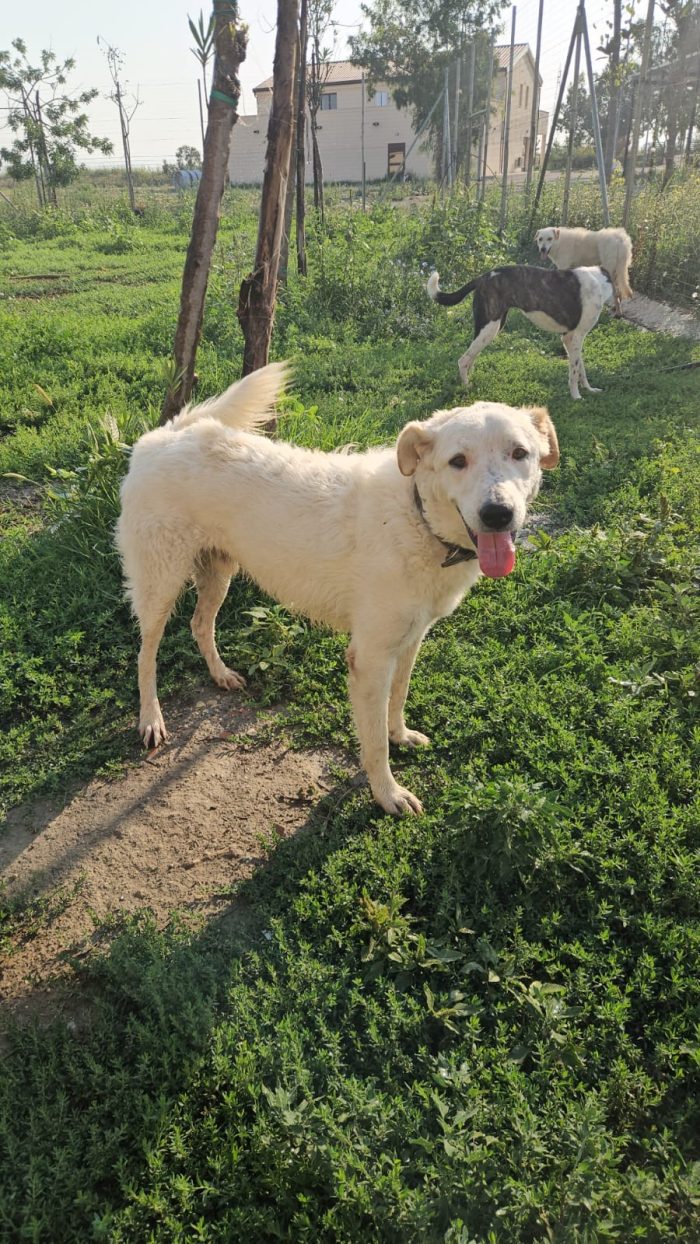 Ugo splendido giovanotto simil Pastore/Spinone cerca casa