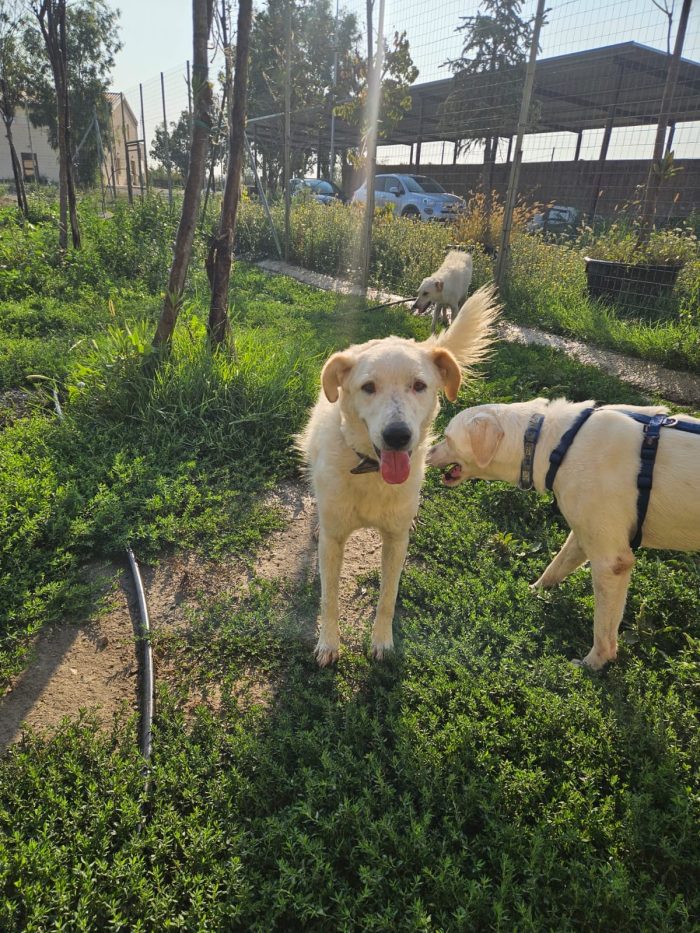 Ugo splendido giovanotto simil Pastore/Spinone cerca casa