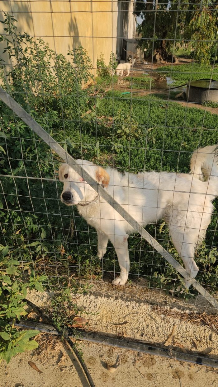 Ugo splendido giovanotto simil Pastore/Spinone cerca casa - media 4