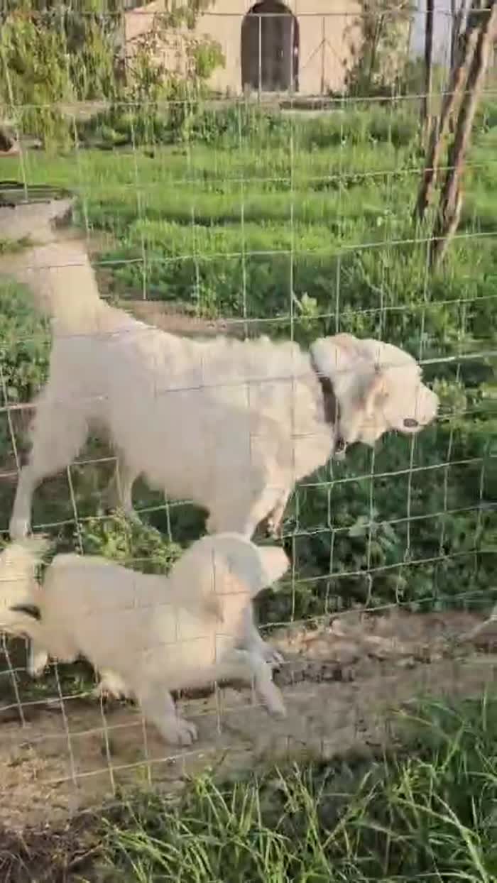 Ugo splendido giovanotto simil Pastore/Spinone cerca casa - media 8
