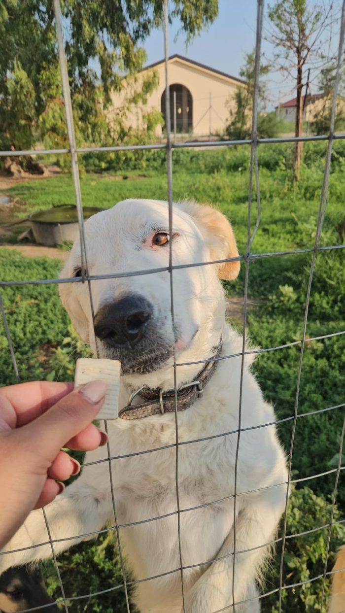 Ugo splendido giovanotto simil Pastore/Spinone cerca casa - media 6