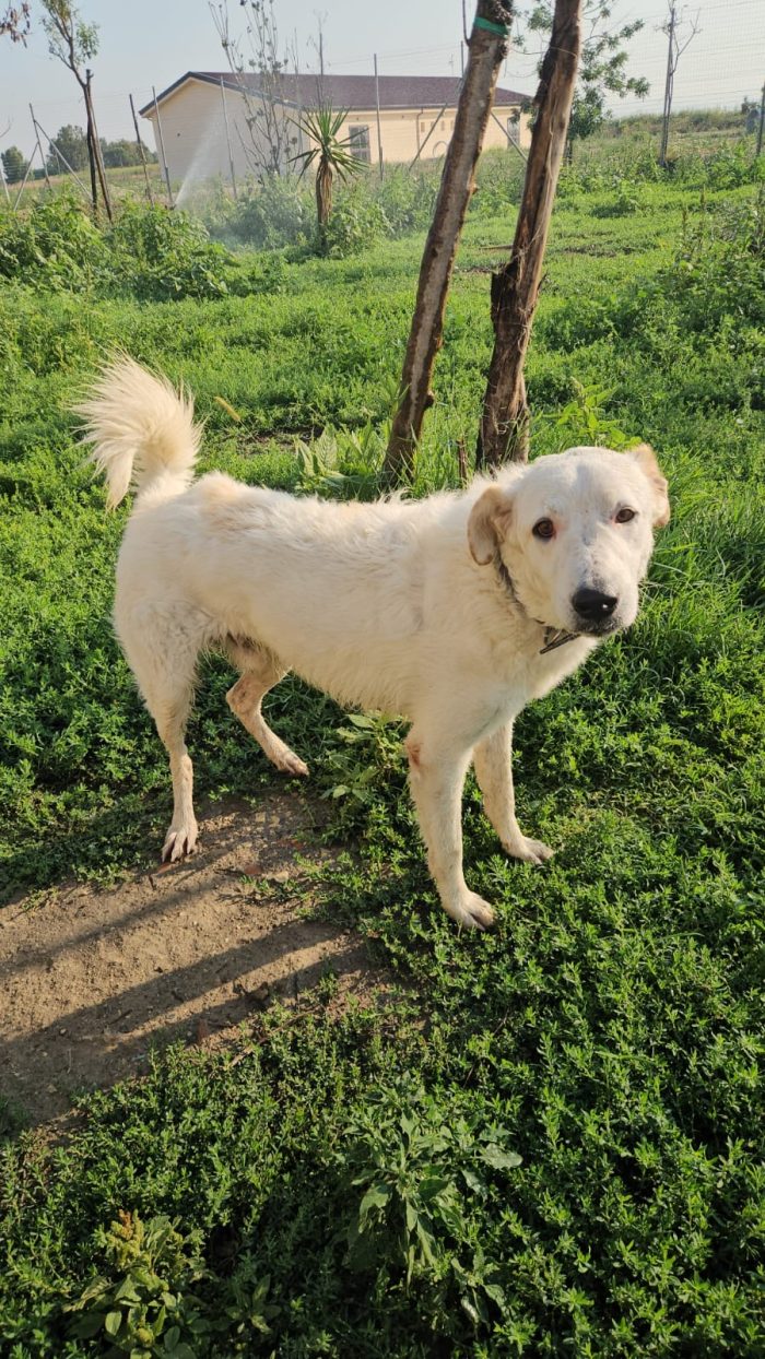 Ugo splendido giovanotto simil Pastore/Spinone cerca casa - media 7
