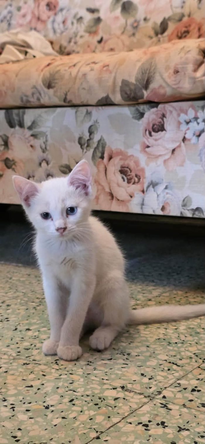 4 mesi, maschio e femmina