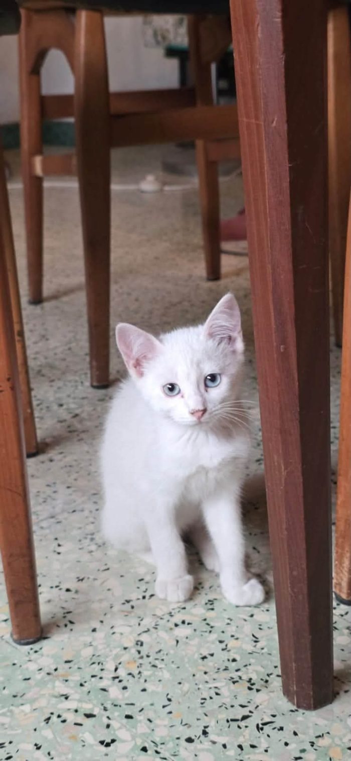 4 mesi, maschio e femmina