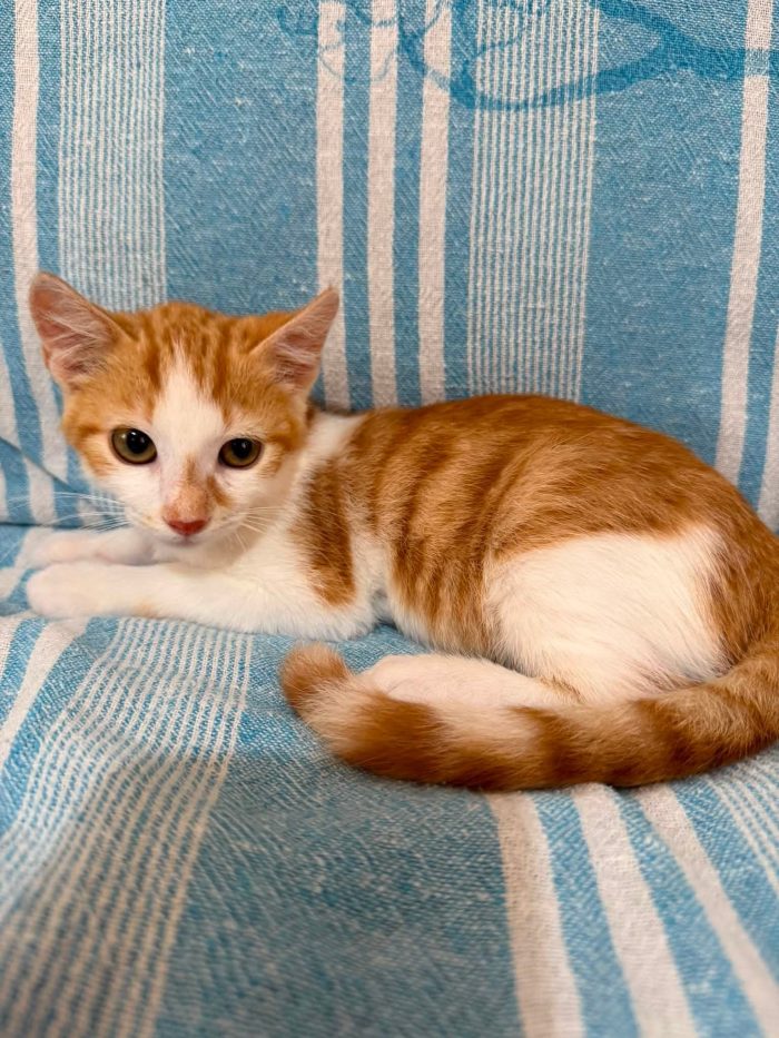 Piccolo Simon 3 mesi