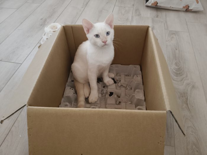 Gattino in cerca di casa