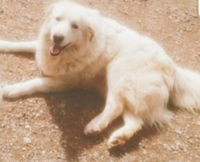 Maremmano 4/5anni vive in poco spazio. CALABRIA