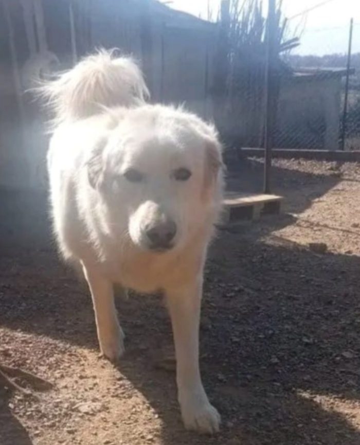 Maremmano 4/5anni vive in poco spazio. CALABRIA
