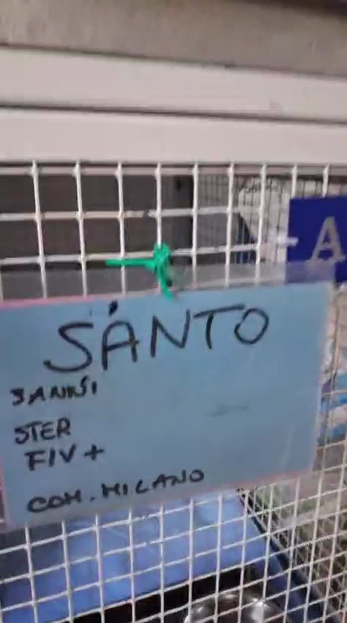 SANTOLINO BELLISSIMO MICINO