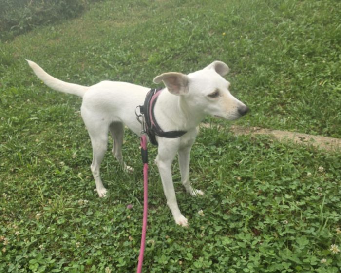 Femmina 2anni kg10 SOS CASA BERGAMO