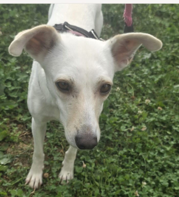 Femmina 2anni kg10 SOS CASA BERGAMO