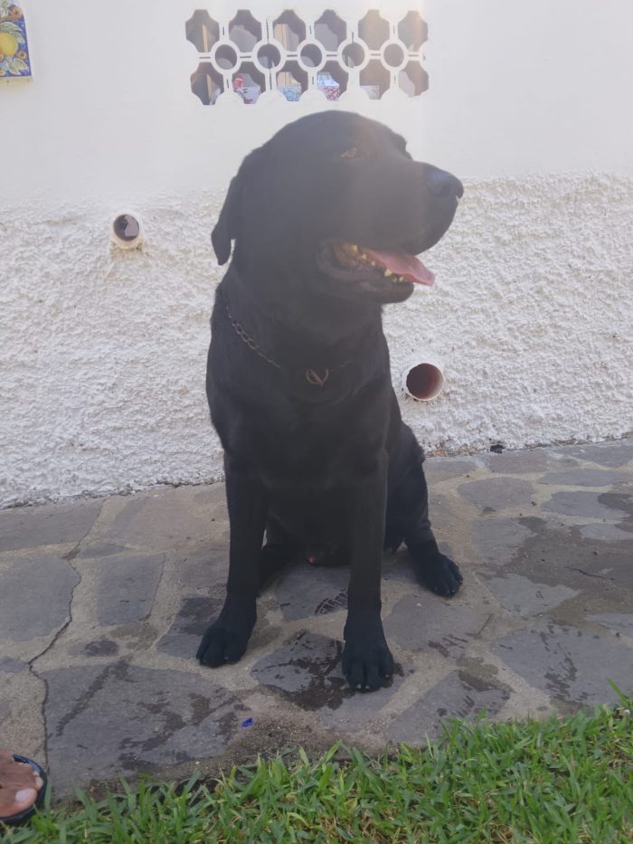 Erik splendido Labrador nero cerca casa - media 4