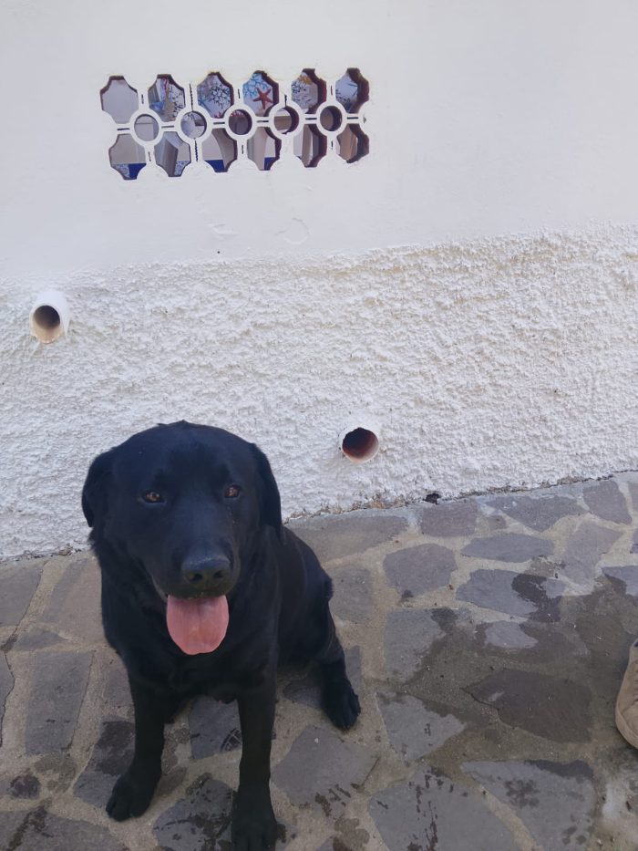 Erik splendido Labrador nero cerca casa - media 5