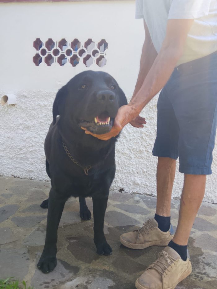 Erik splendido Labrador nero cerca casa