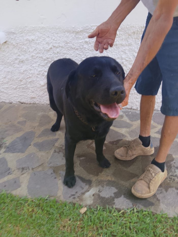 Erik splendido Labrador nero cerca casa