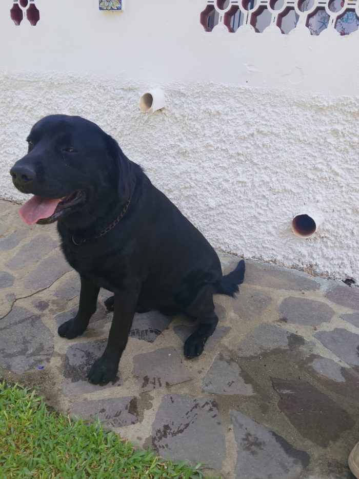 Erik splendido Labrador nero cerca casa - media 7